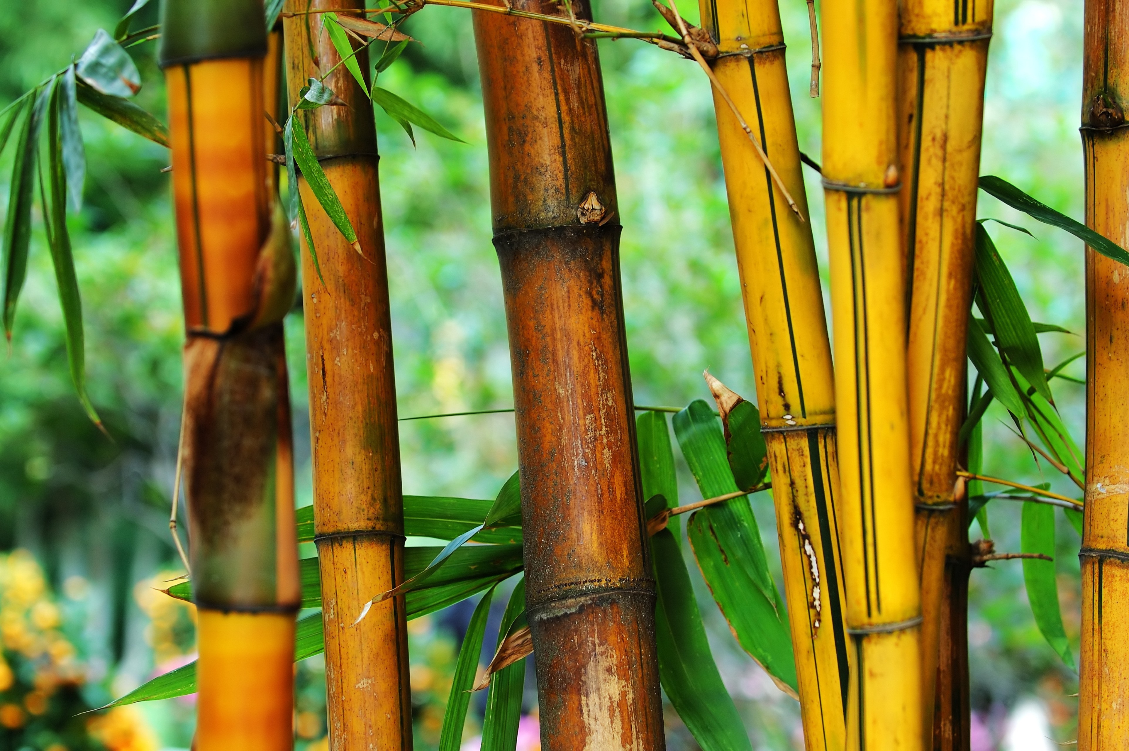 Plantas que Drenam o Solo