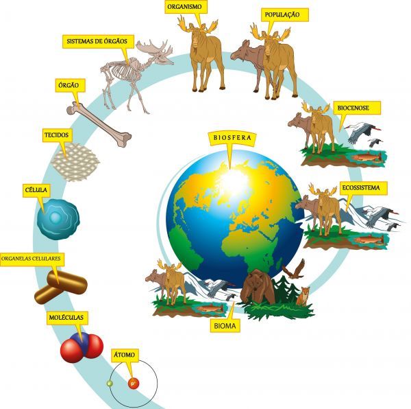 Fundamentos da Ecologia Resumo com sua Evolução Histórica