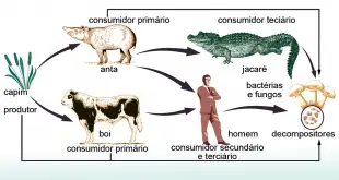 Cadeia Alimentar do Homem