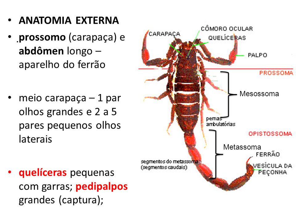 Características Do Animal Escorpião | Mundo Ecologia