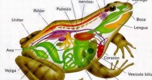 Características Físicas dos Sapos