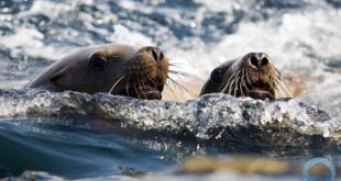 Casal de Foca em meio ao Mar