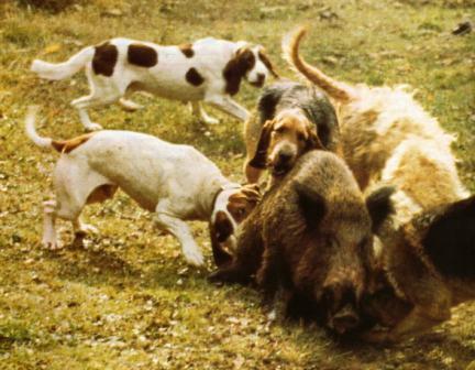 Caça de javali com Cachorro