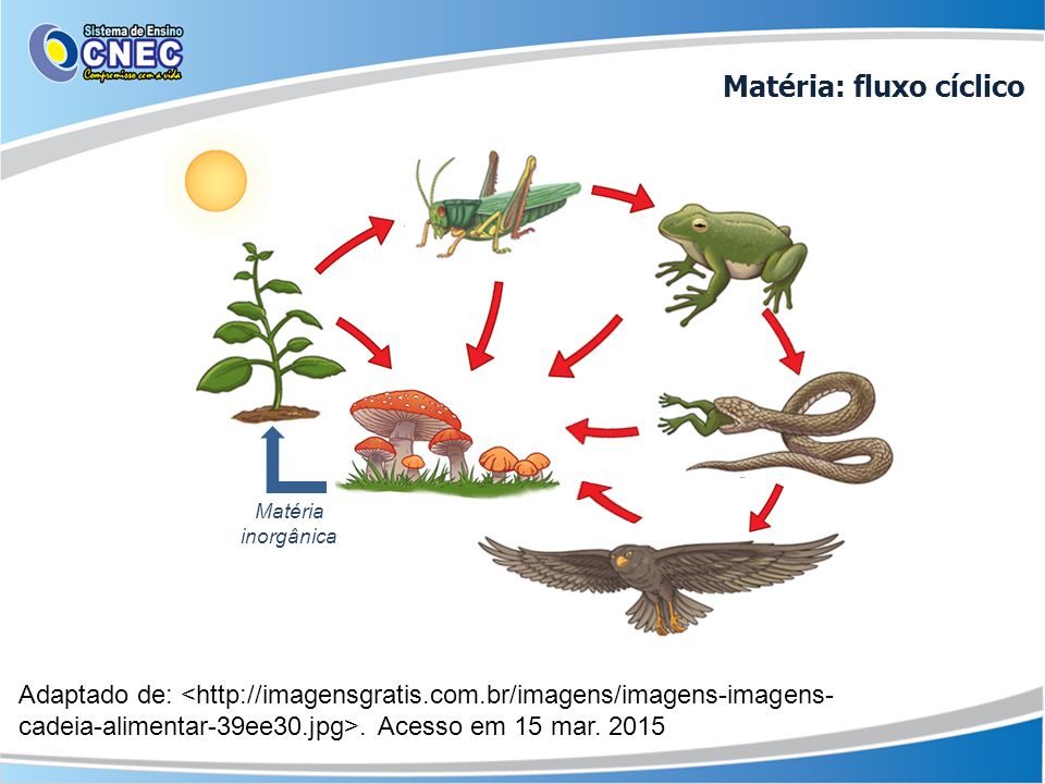 Diferença entre Fluxo de Energia e Ciclo da Matéria