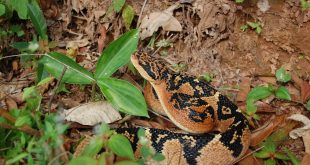 Cobra Siri Pico De Jaca Enrolada no Mato