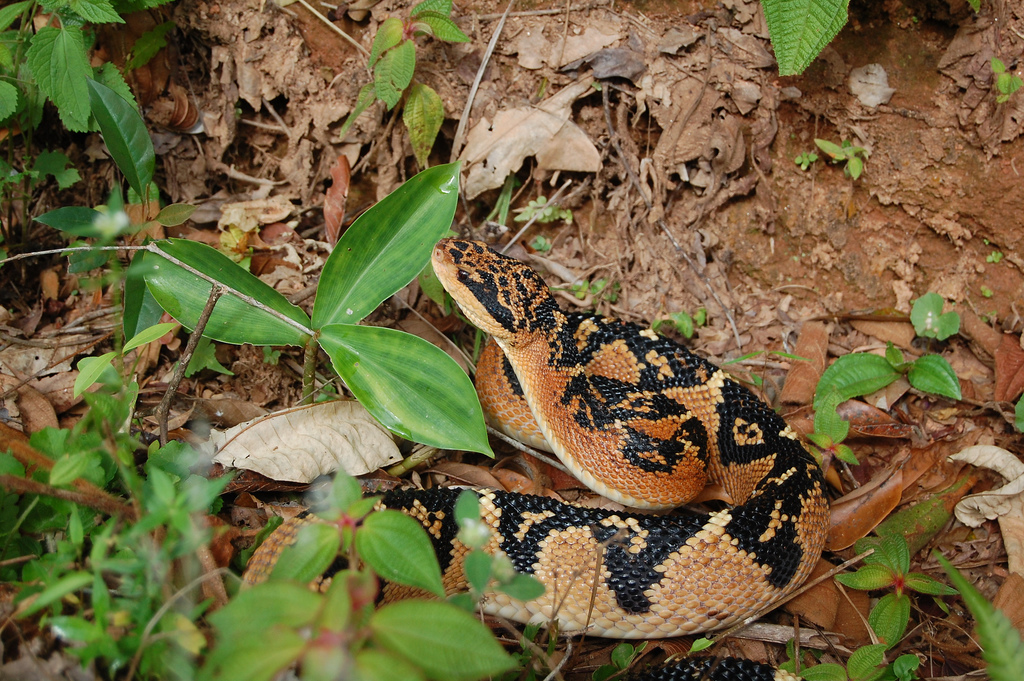 Cobra Siri Pico De Jaca