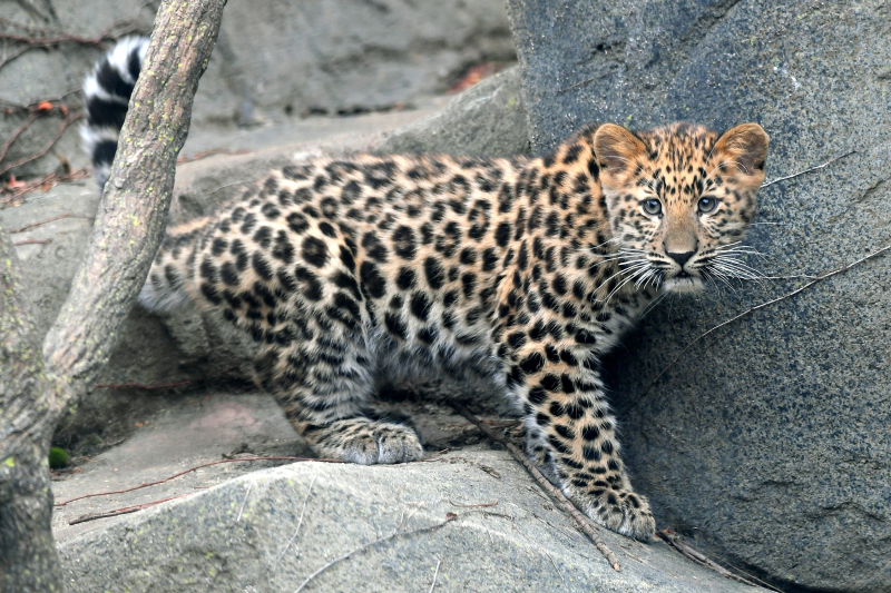 Leopardo-de-Amur: Características Físicas