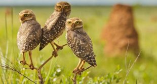 Corujas Buraqueiras Em Cima de Galho em Seu Habitat Natural