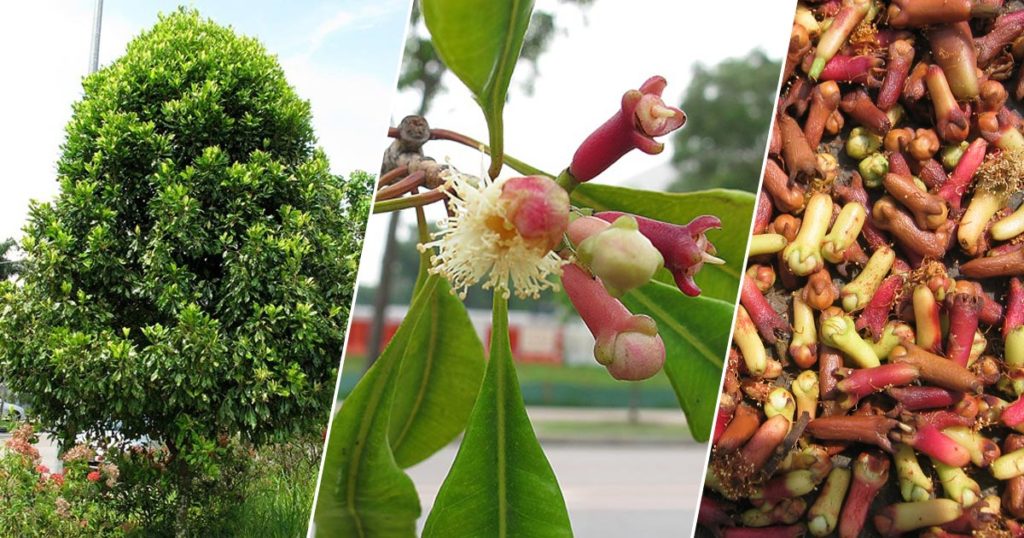 Plantas em Extinção na Caatinga