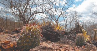 Degradação da Vegetação da Caatinga