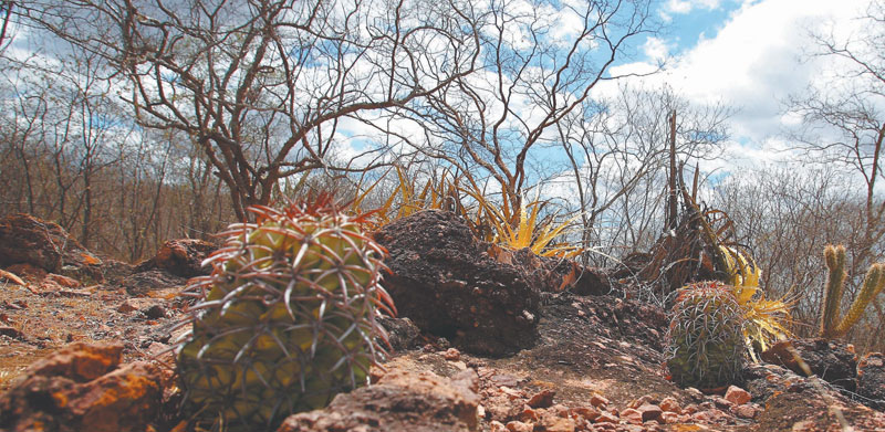 Vegetação e Flora da Caatinga