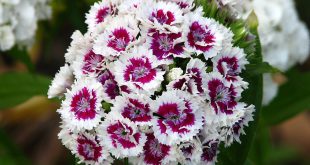 Dianthus Barbatus