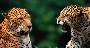 Diferença Entre Leopardo e Onça