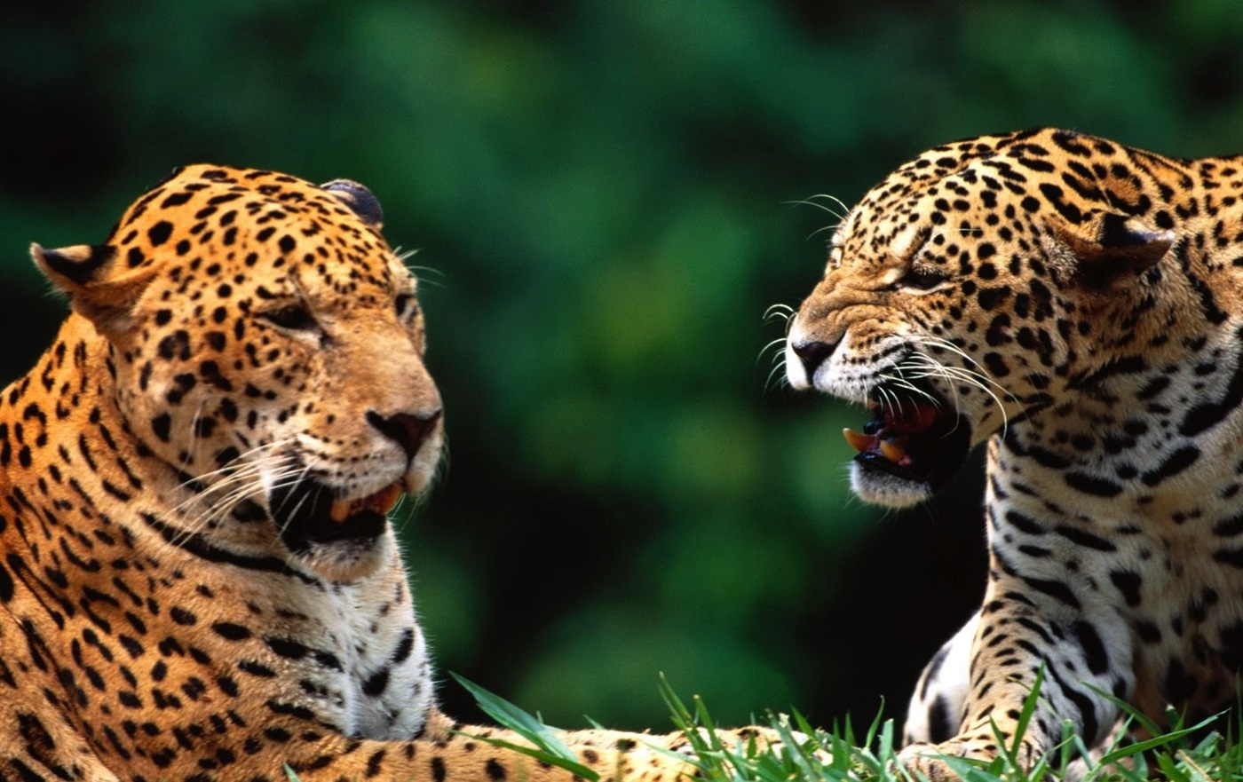 Diferença Entre Leopardo e Onça