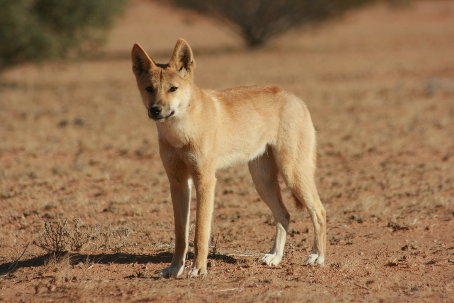 Animais Exóticos da Austrália