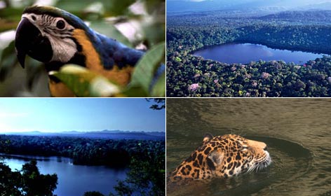 Ecossistema Brasileiro Amazônia: Os Diferentes Ecossistemas da Floresta Amazônica