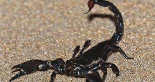 Escorpião Preto Andando em Terras Asiáticas