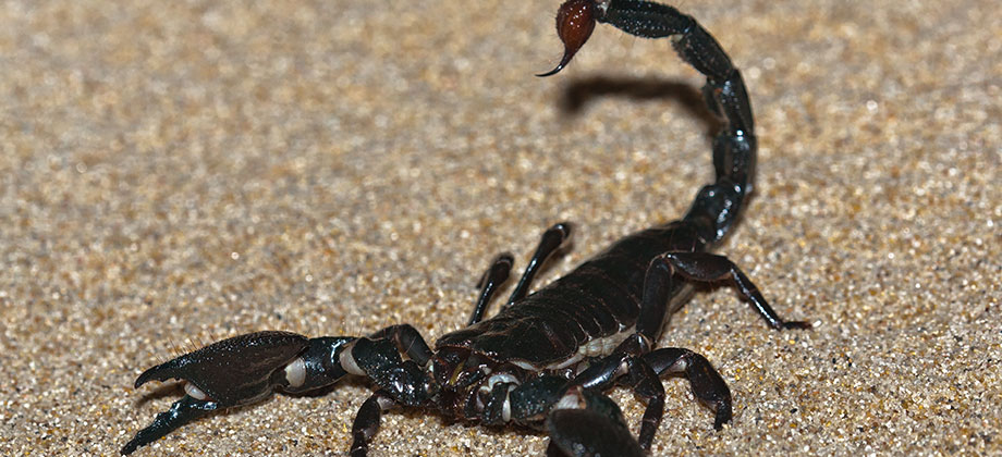 Habitat do Escorpião Preto: Onde eles Vivem?