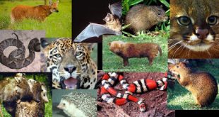 Fauna do Cerrado