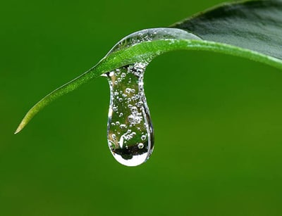 O que é Ecofisiologia de Plantas?