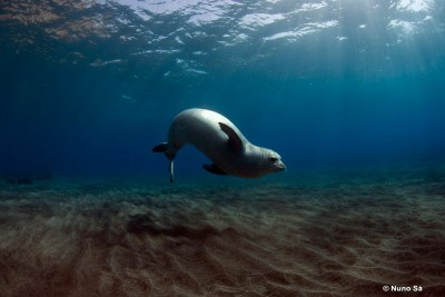 Foca Monge Alimentação