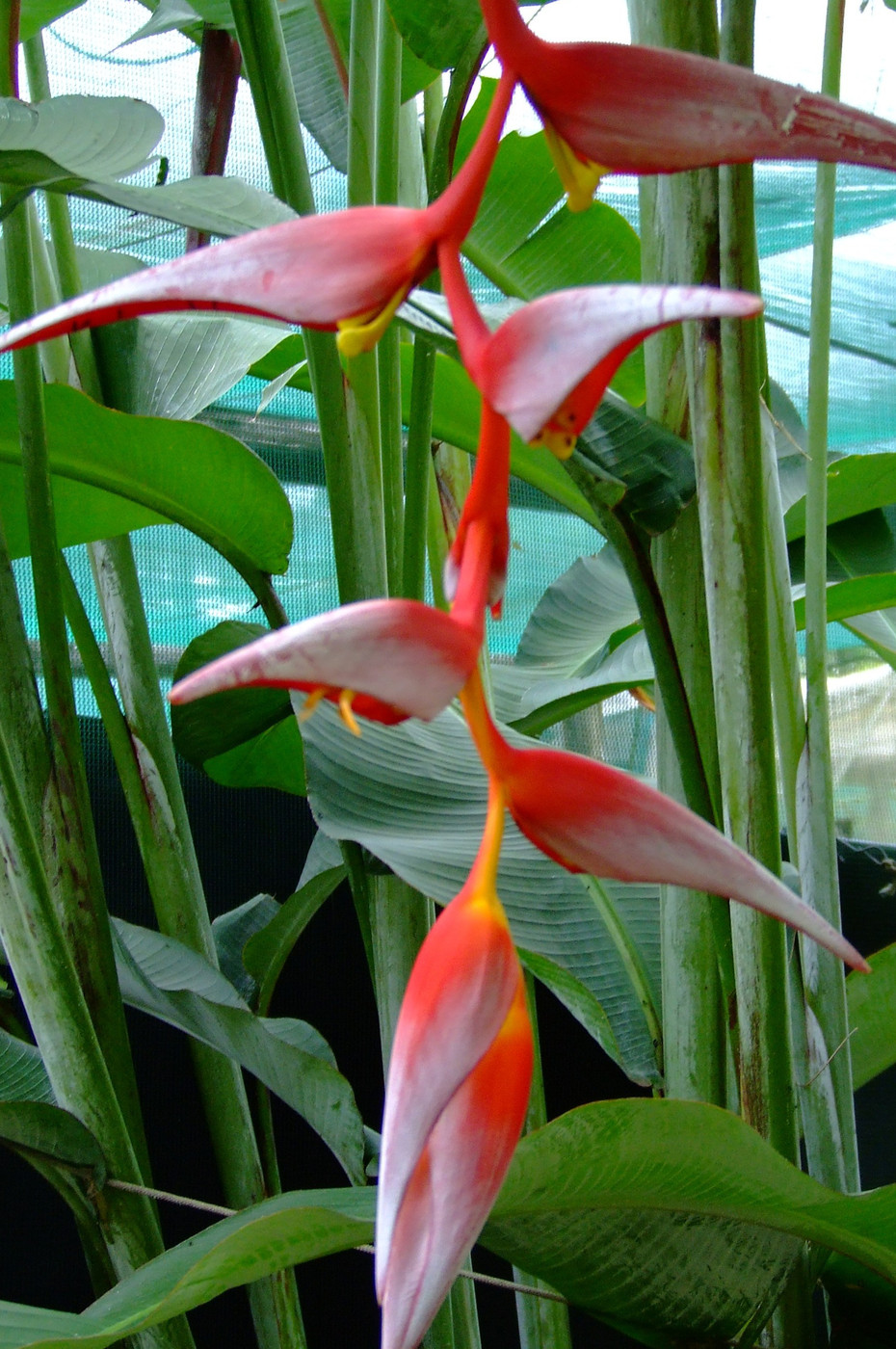 Heliconia Collinsiana: Classificação Taxonômica e Cultivo