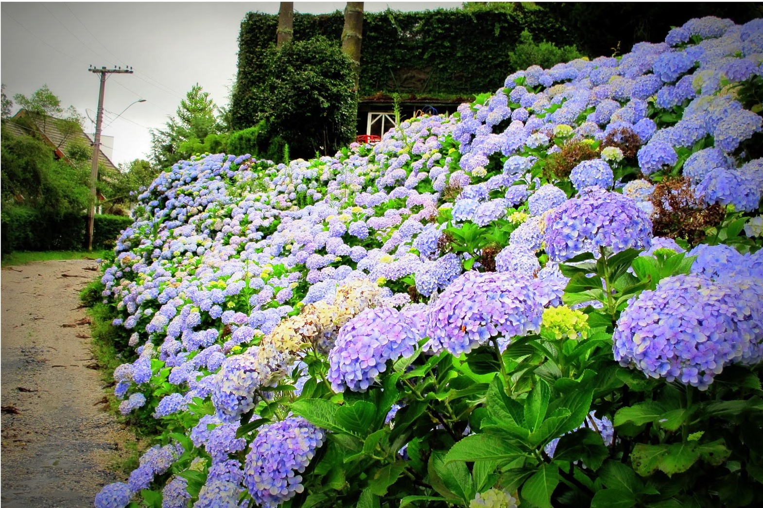 Flores Para Solo Argiloso