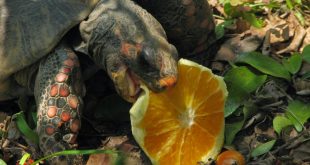 Jabuti Piranga Comendo Laranja