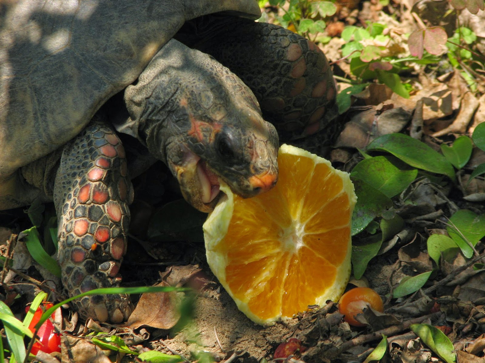 Jabuti Piranga: O Que Come?