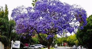 Jacaranda