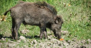 Javali Europeu em Seu Habitat