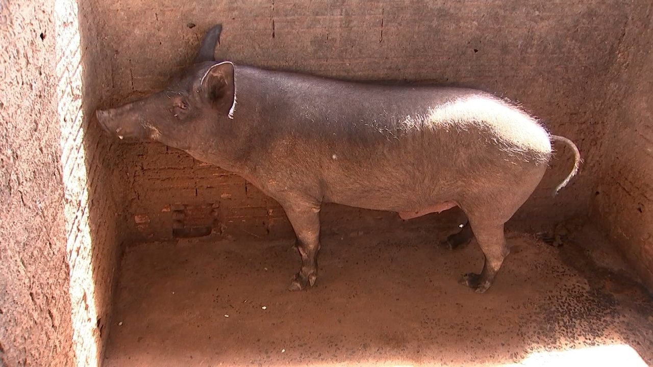 Animal Parecido com Porco e Javali