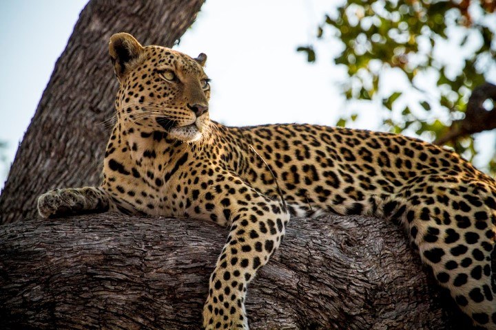 O Que é Um Leopardo?