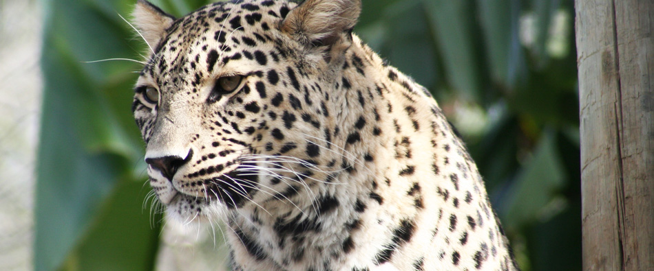 Leopardo Persa em Extinção