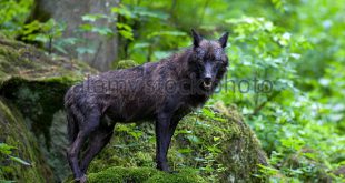 Lobo Canadense Oriental