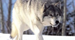 Lobo Cinzento Andando na Neve