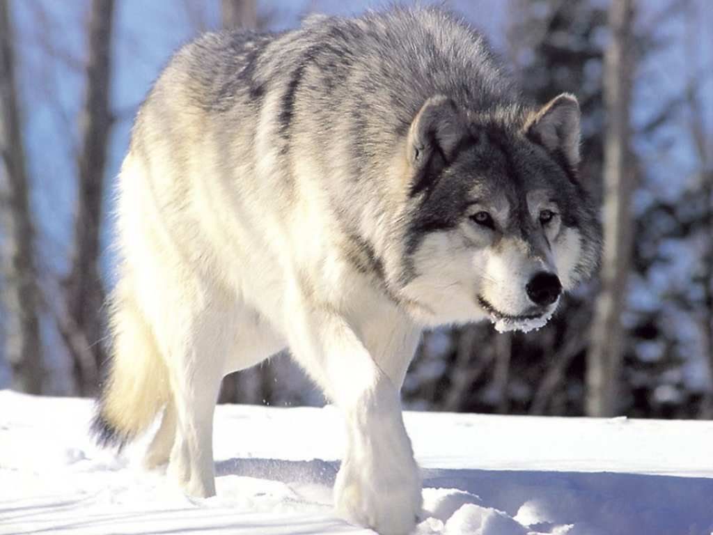 Lobo Cinzento Habitat: Onde Vive?