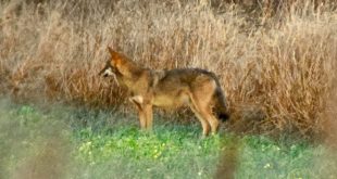 Lobo Vermelho em Alligator River National Wildlife Refuge