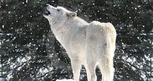 Lobo da Neve Uivando