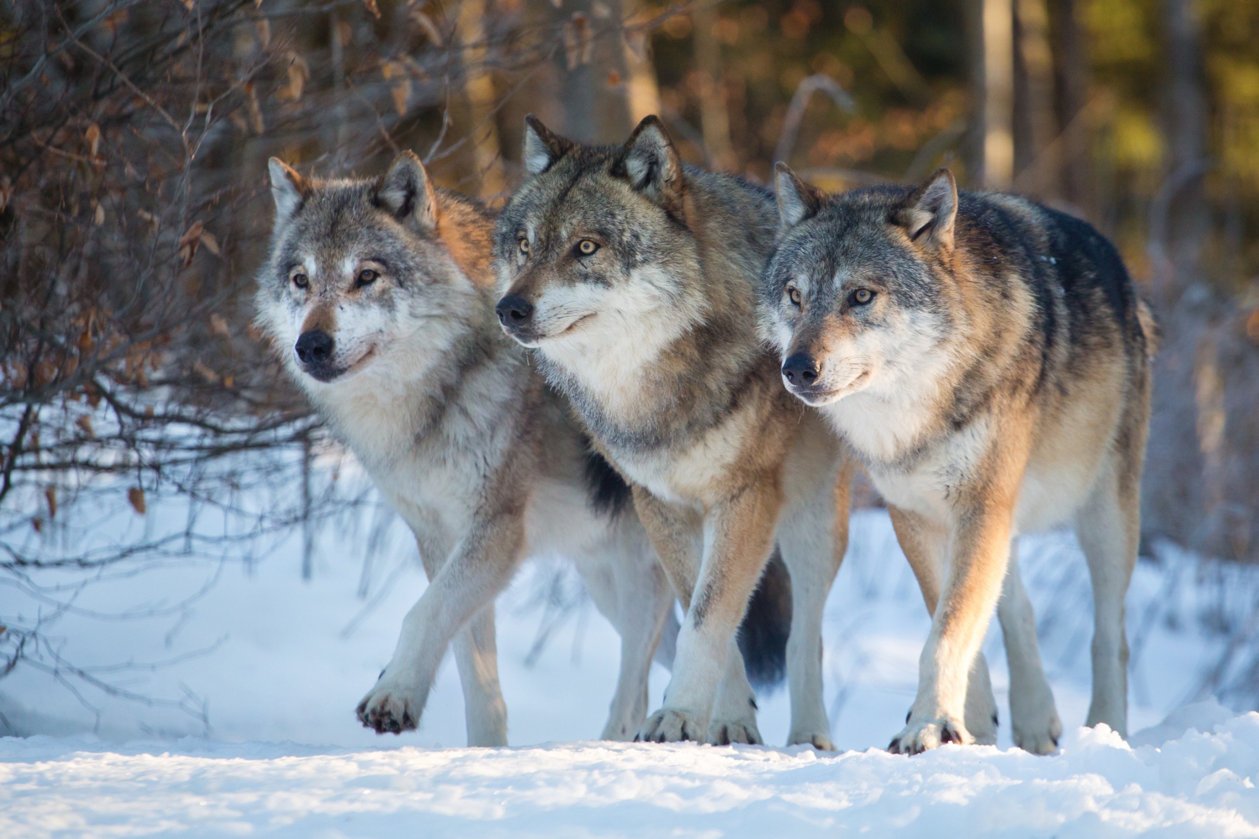 O Que os Lobos Comem? Como é sua Alimentação?