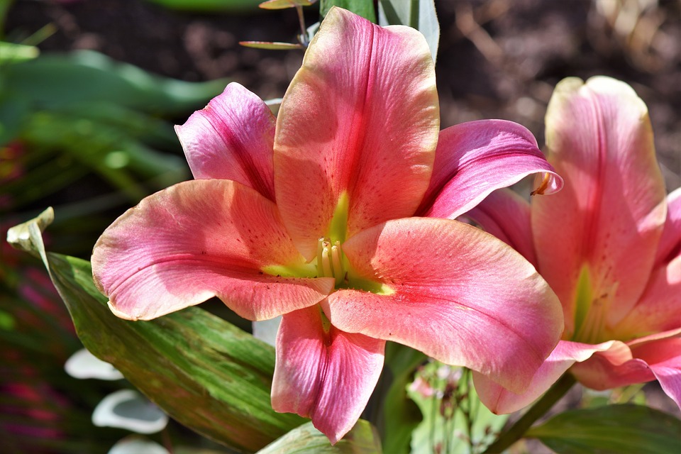 Nomes de Plantas Ornamentais de A a Z Com Fotos