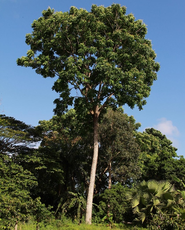 Plantas em Extinção no Pantanal