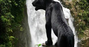 Pantera Negra Fotografada em Uma Cachoeira