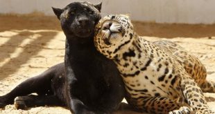 Pantera Negra ao Lado de Leopardo