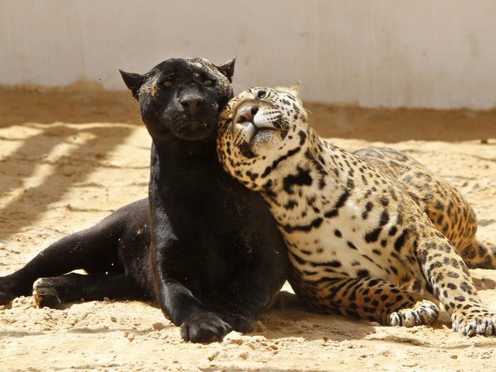 Tempo de Vida da Pantera Negra e Nome Científico