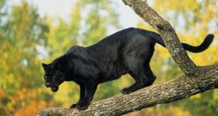 Pantera Negra em Cima da Árvore