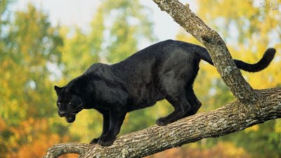 Pantera Negra em Extinção