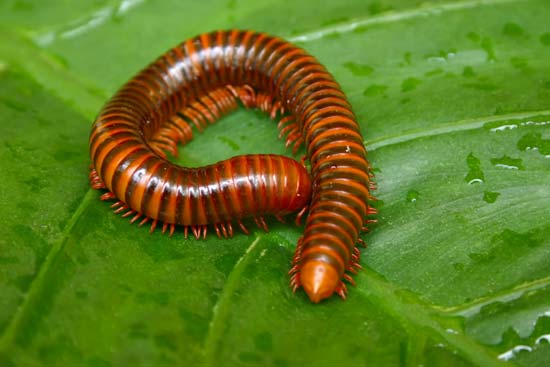 Piolho de Cobra de Onde Vem? Qual o Seu Habitat?