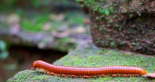 Piolho-de-Cobra Andando na Pedra