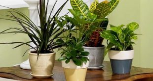 Plantas Decorativas